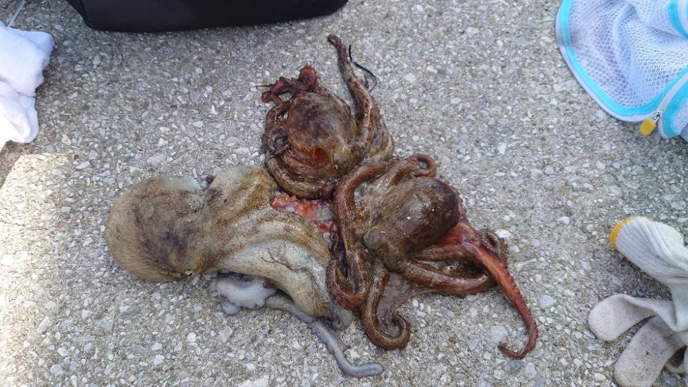 まずまずのタコゲット