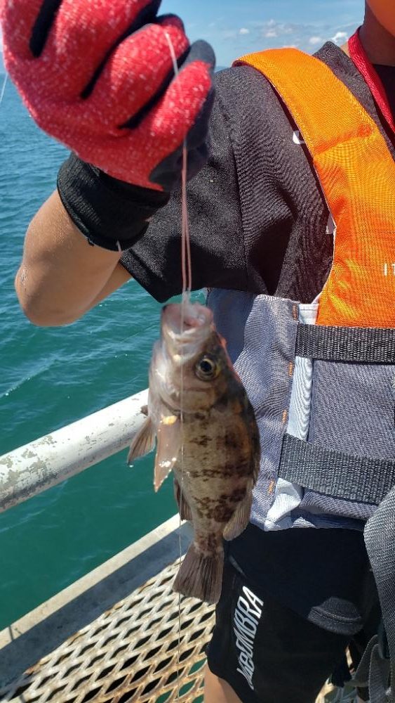 ハマチ釣れた‼️