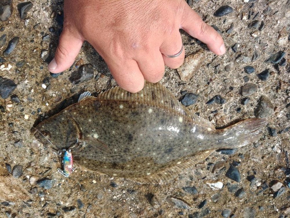 久しぶり数釣りできました