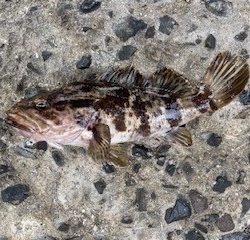 タケノコメバルの穴釣り