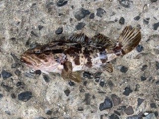 タケノコメバルの穴釣り