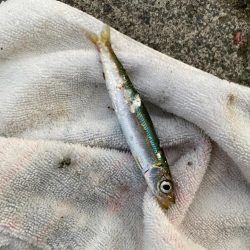 サビキ釣り好調!今年初のイワシも登場!