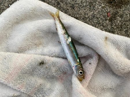 サビキ釣り好調!今年初のイワシも登場!