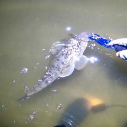 フリリグdeマゴチ