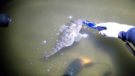 フリリグdeマゴチ