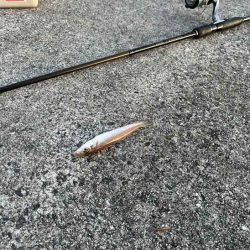 苅屋波止で早朝キス釣り絶好調！