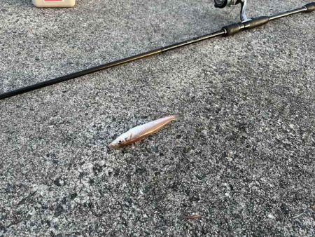 苅屋波止で早朝キス釣り絶好調！