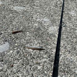 姫路から赤穂までキスの群れ探し