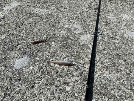 姫路から赤穂までキスの群れ探し