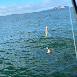 激渋からポイント移動で好調に！