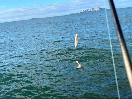 激渋からポイント移動で好調に！