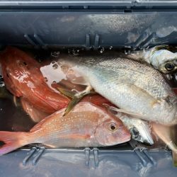 三邦丸さん早朝便で五目