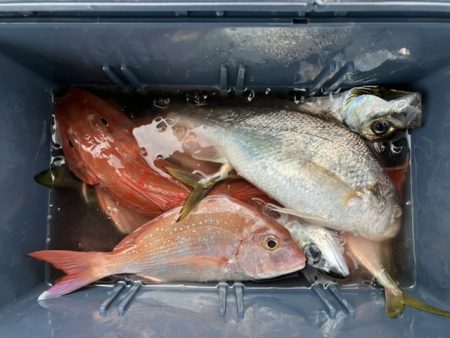 三邦丸さん早朝便で五目