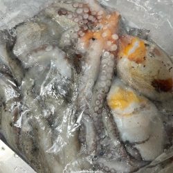 タコ釣りに淡路まで