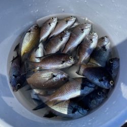 さかなちゃん日記 大蔵海岸編