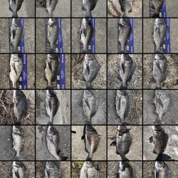 イチノ兄弟、釣果！