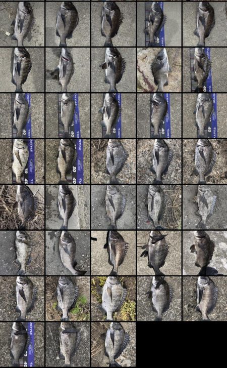 イチノ兄弟、釣果！