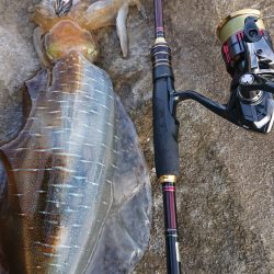 対馬エギング釣果