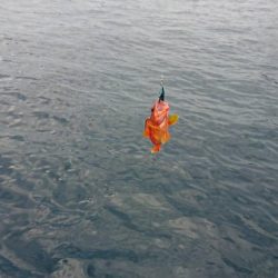 壱岐ではなく対馬ですが……