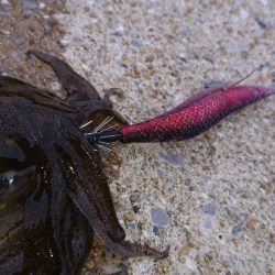 対馬エギング釣果