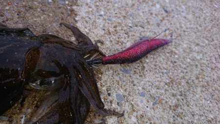 対馬エギング釣果