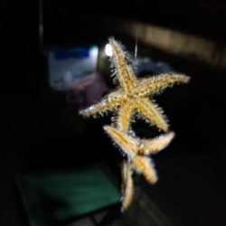 アナゴリベンジ