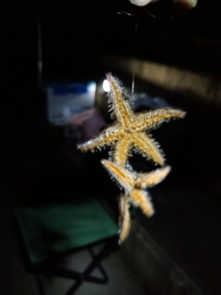 アナゴリベンジ