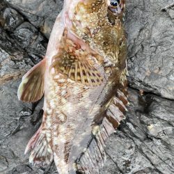 アコウ　リベンジ