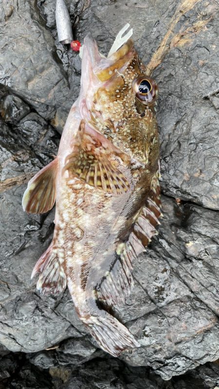 アコウ　リベンジ