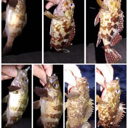 爆風エギング、メバリング