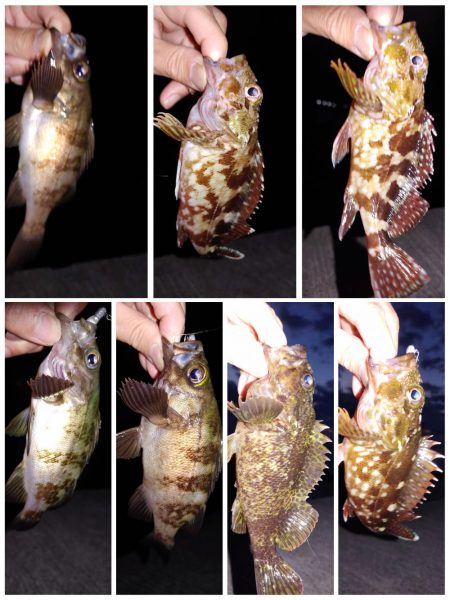 爆風エギング、メバリング