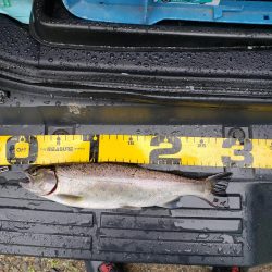 1センチ足りませんでした