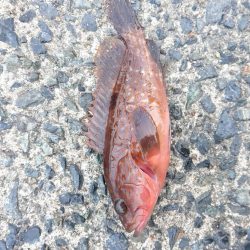 連休最後の日はタケノコメバル