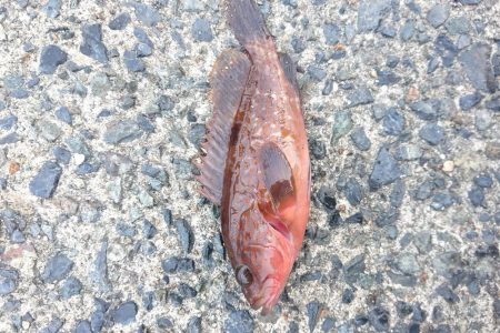 連休最後の日はタケノコメバル