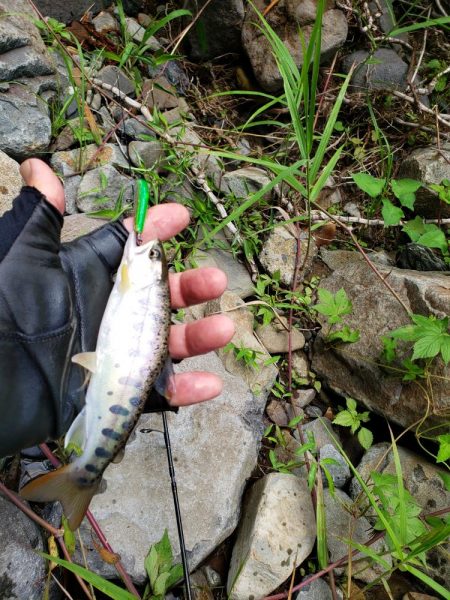 増水期待したけど、、、