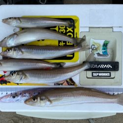 暑さに負けずキスも高活性でした