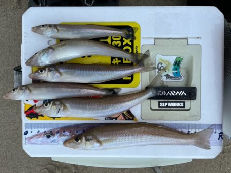 暑さに負けずキスも高活性でした