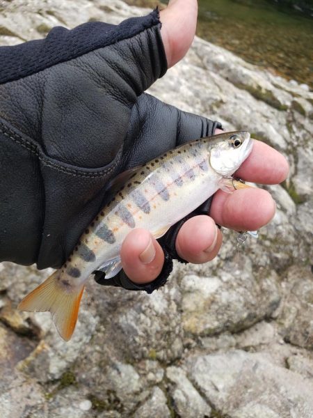 今日もチビッ子