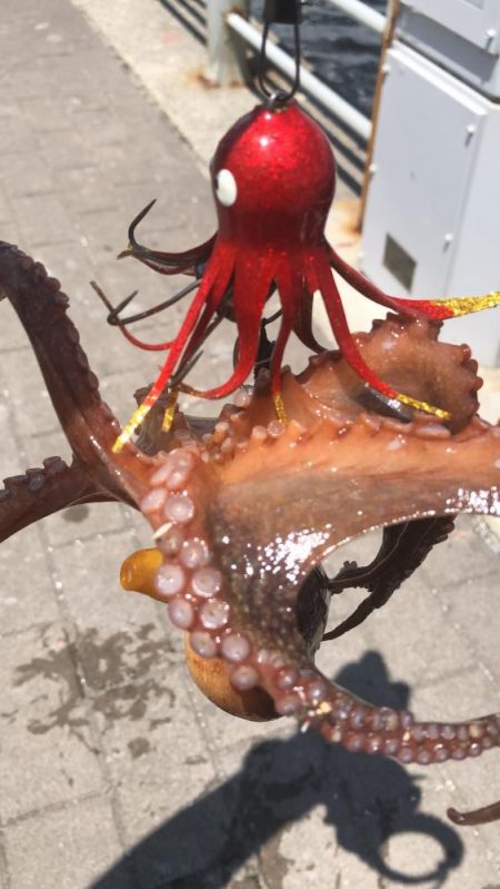 シーサイドでタコ釣り