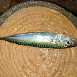 厳しい釣行でアジは留守でした