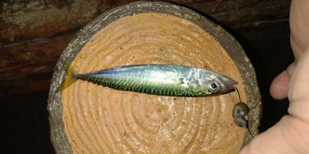 厳しい釣行でアジは留守でした