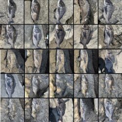 姫路65匹‼️大爆釣!