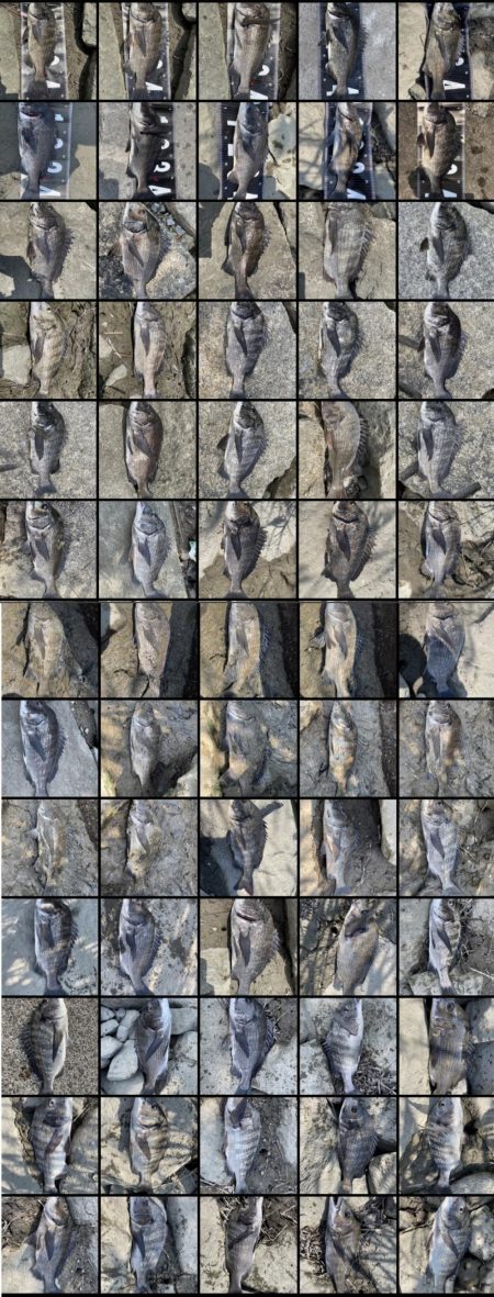 姫路65匹‼️大爆釣!