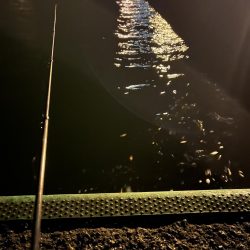 仕事終わりのアジ調査