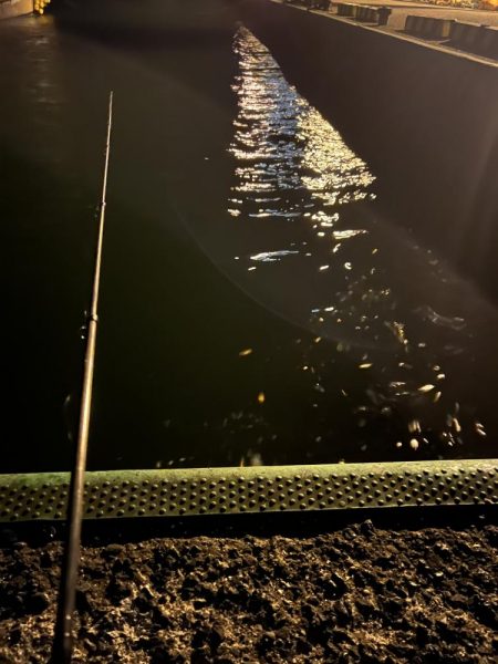 仕事終わりのアジ調査