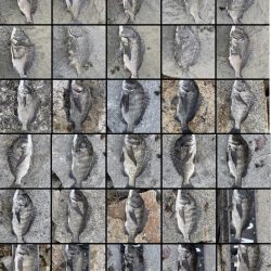 3釣行連続60匹超え‼️