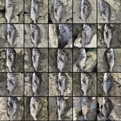 イチノ兄弟、釣果！