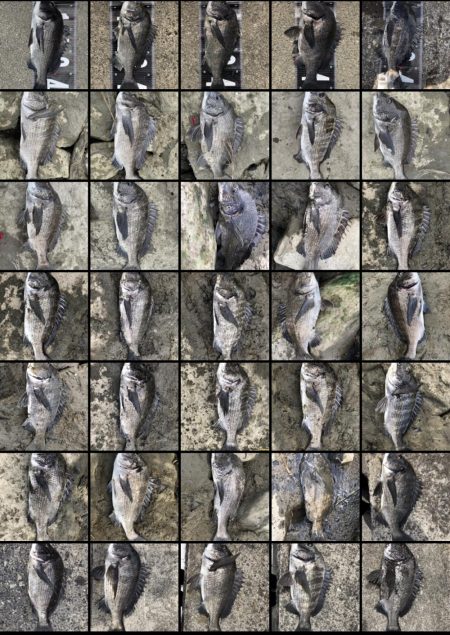 イチノ兄弟、釣果！