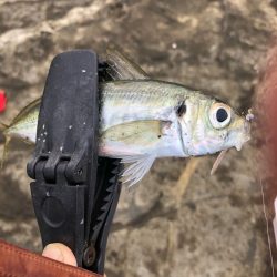 2022 佐渡ヶ島 ライトゲーム