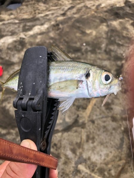 2022 佐渡ヶ島 ライトゲーム